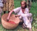 Cueillette des grains de caf  la main dans les jardins d'appellation Sidamo en Ethiopie