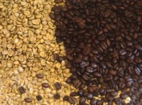 Grains de café vert et grains de café torréfié